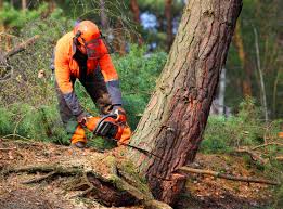 Best Tree Risk Assessment  in Burbank, IL