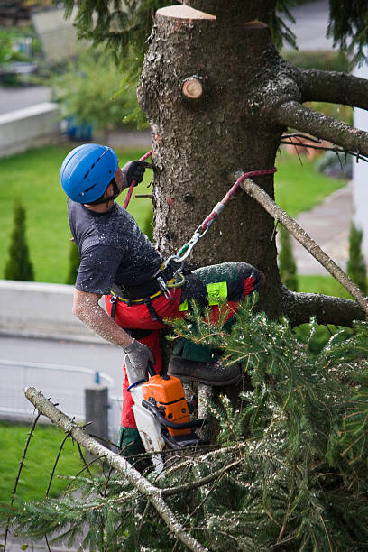 Best Tree Cabling and Bracing  in Burbank, IL