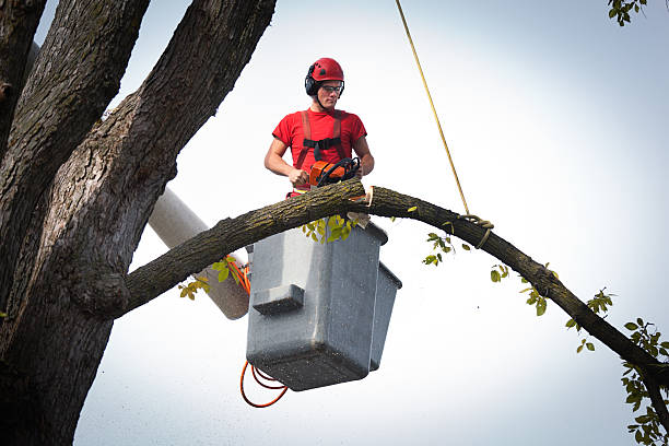 Best Fruit Tree Pruning  in Burbank, IL