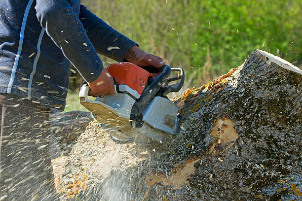 How Our Tree Care Process Works  in  Burbank, IL