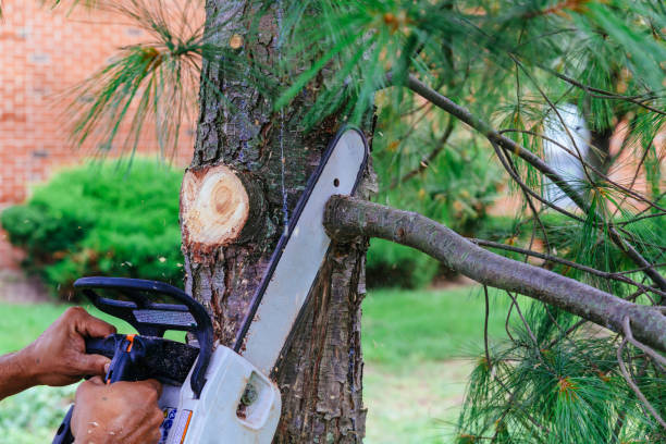 Reliable Burbank, IL  Tree Services Solutions